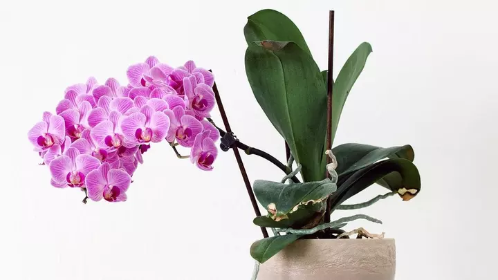 Почему у орхидеи желтеют листья: почему это происходит и как спасти растение? 