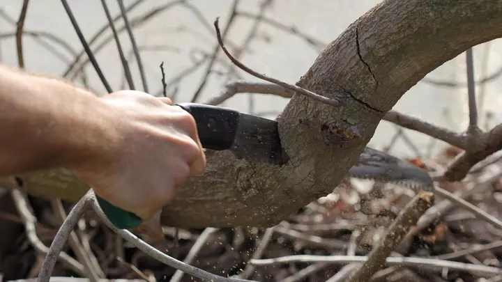 Весенняя ревизия сада: как и когда проводить обрезку для богатого урожая