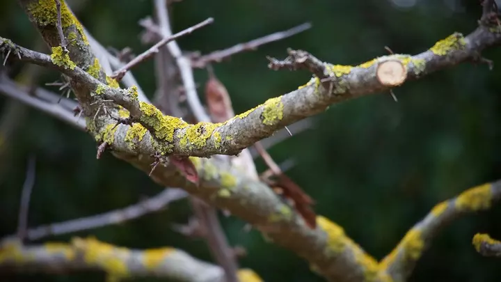 Весенняя ревизия сада: как и когда проводить обрезку для богатого урожая