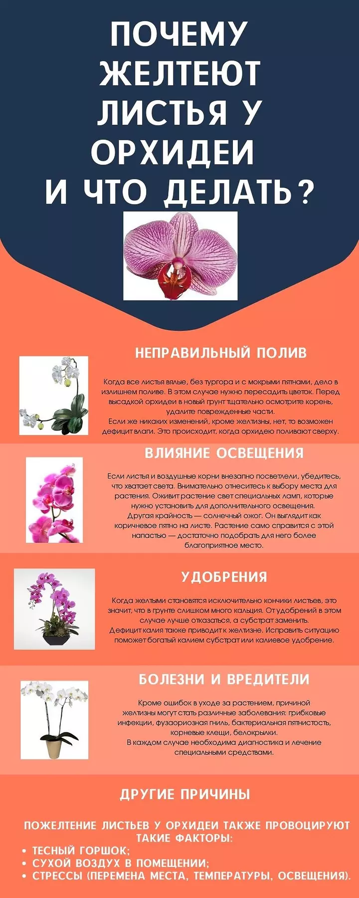 Почему у орхидеи желтеют листья: почему это происходит и как спасти растение? 
