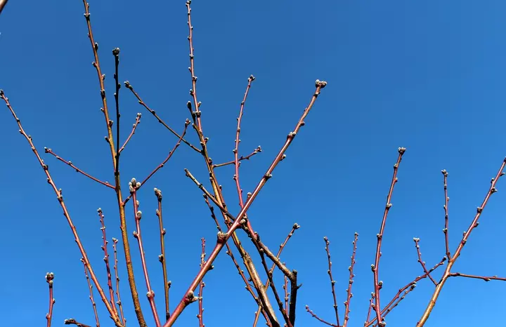 Весенняя ревизия сада: как и когда проводить обрезку для богатого урожая
