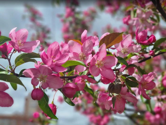 Весенний детокс для сада: почему ранняя обработка — залог здоровья деревьев