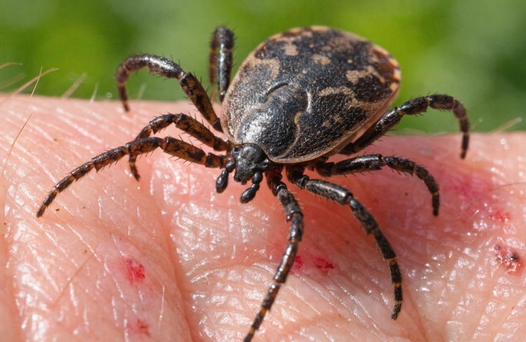 Сезон охоты открыт: в Волгодонске зафиксирован второй случай укуса клеща