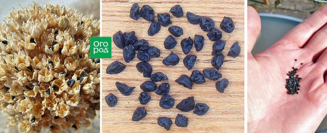 Как вырастить лук порей: от посева до высадки в открытый грунт