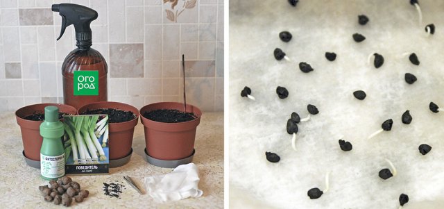 Как вырастить лук порей: от посева до высадки в открытый грунт