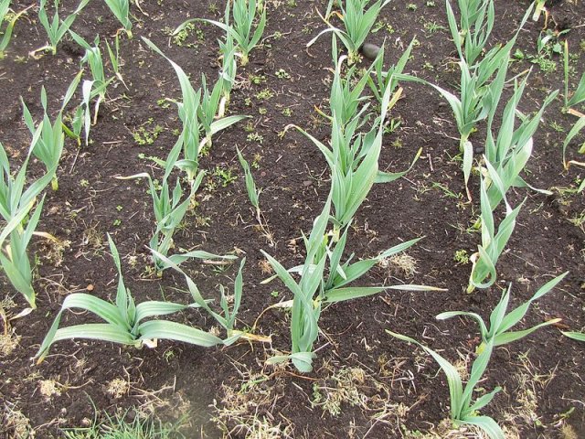 Как вырастить лук порей: от посева до высадки в открытый грунт