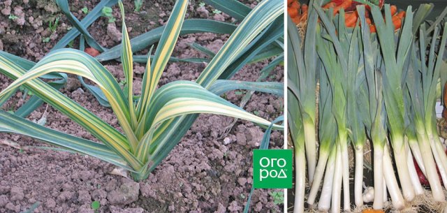 Как вырастить лук порей: от посева до высадки в открытый грунт