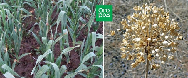 Как вырастить лук порей: от посева до высадки в открытый грунт