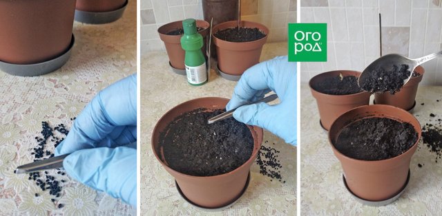 Как вырастить лук порей: от посева до высадки в открытый грунт