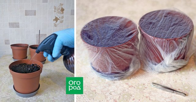 Как вырастить лук порей: от посева до высадки в открытый грунт