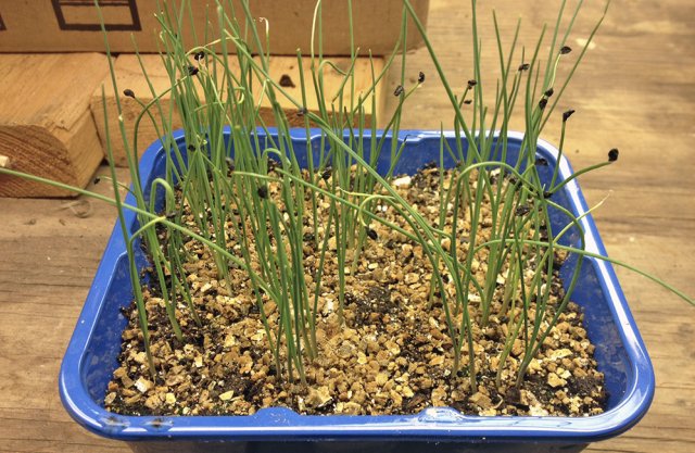 Как вырастить лук порей: от посева до высадки в открытый грунт