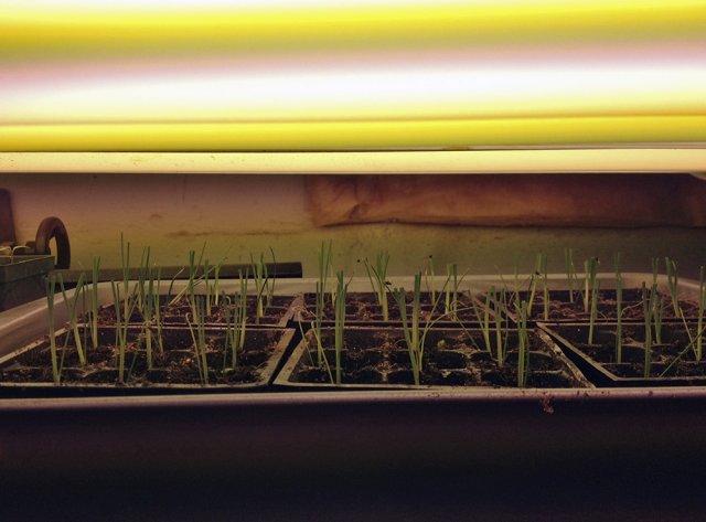 Как вырастить лук порей: от посева до высадки в открытый грунт