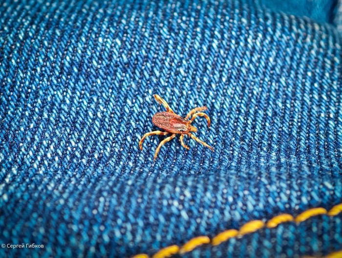 Тревожный звонок из Волгодонска: сезон клещей официально открыт