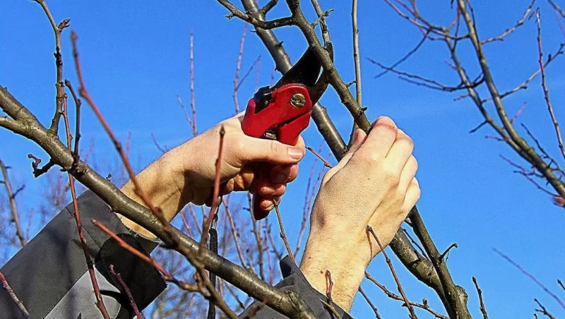 Весенняя уборка участка: полное руководство от снега до первого урожая