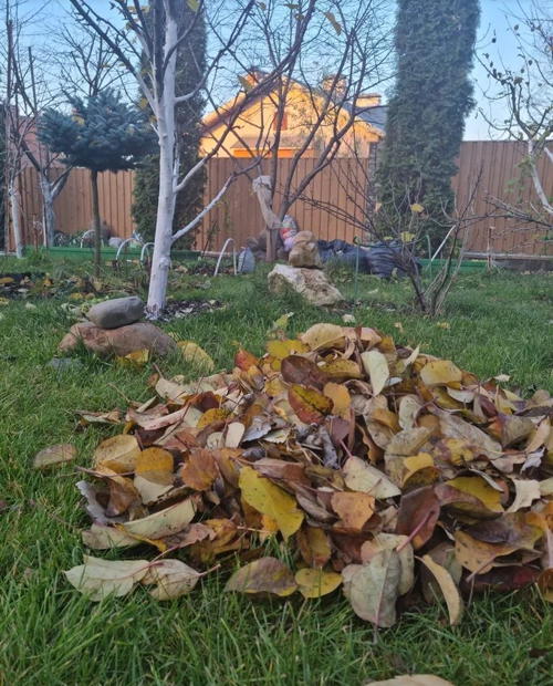 Весенний детокс для сада: почему ранняя обработка — залог здоровья деревьев