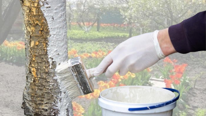 Побелка деревьев: стратегическая броня вашего сада в марте