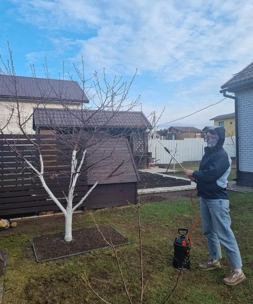 Весенний детокс для сада: почему ранняя обработка — залог здоровья деревьев