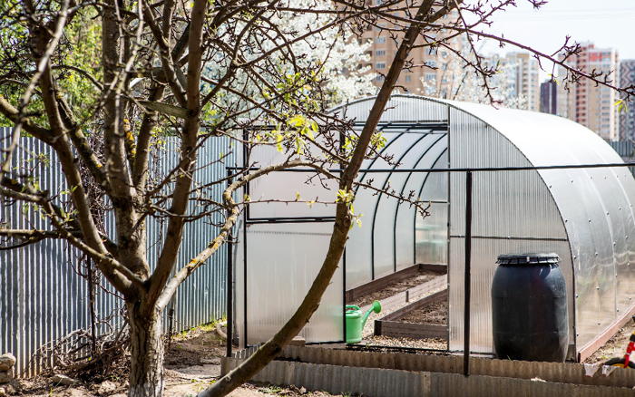 «Реанимация» теплицы: как подготовить закрытый грунт к новому сезону