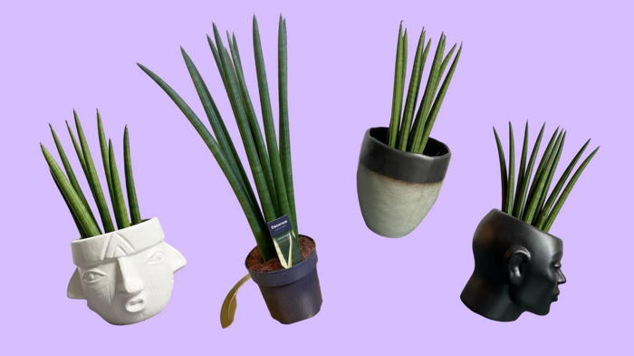 Цветок сансевиерия уход в домашних условиях