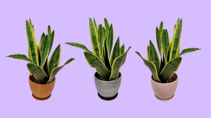 Цветок сансевиерия уход в домашних условиях