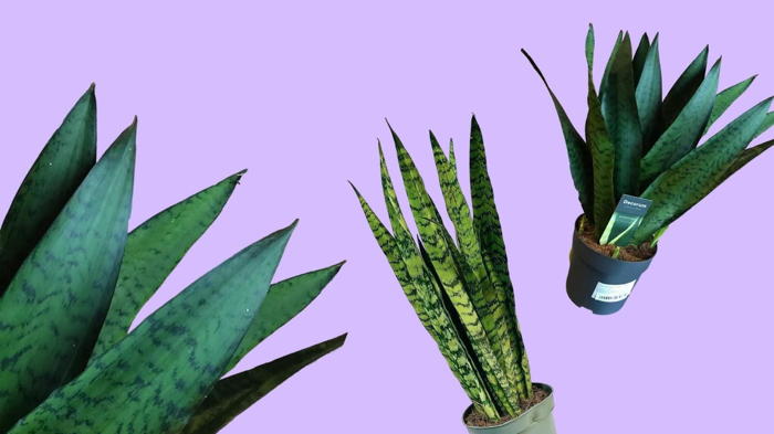 Цветок сансевиерия уход в домашних условиях