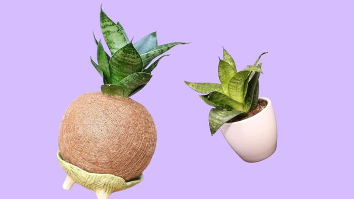 Цветок сансевиерия уход в домашних условиях