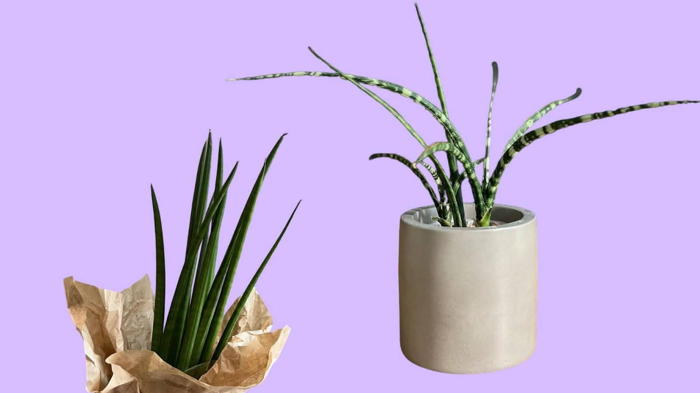 Цветок сансевиерия уход в домашних условиях