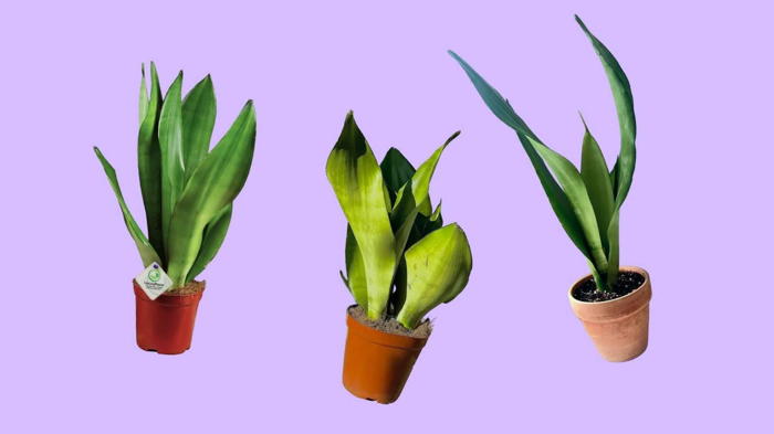 Цветок сансевиерия уход в домашних условиях