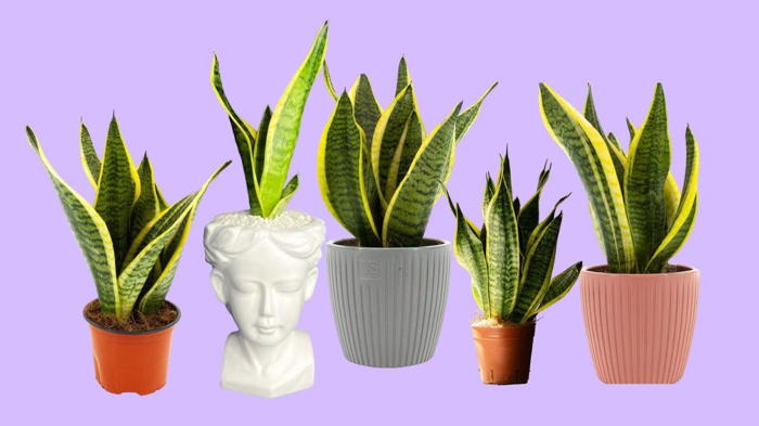 Цветок сансевиерия уход в домашних условиях