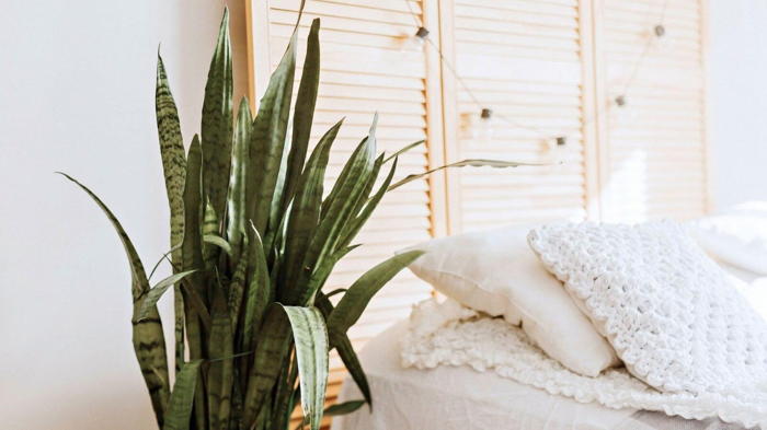 Цветок сансевиерия уход в домашних условиях