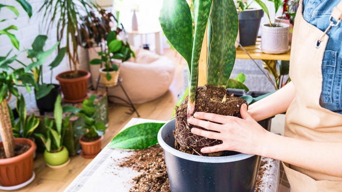 Цветок сансевиерия уход в домашних условиях