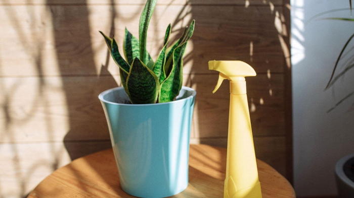 Цветок сансевиерия уход в домашних условиях