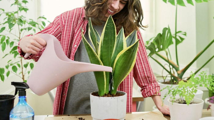 Цветок сансевиерия уход в домашних условиях