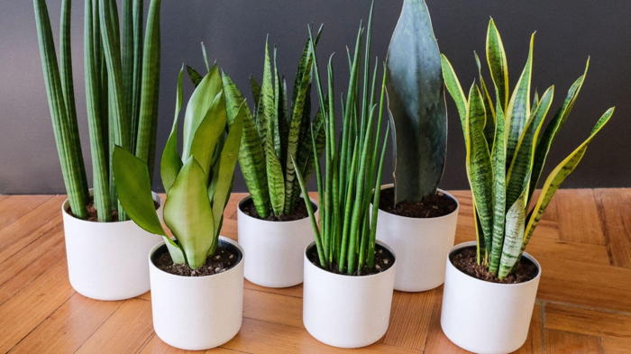 Цветок сансевиерия уход в домашних условиях