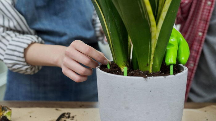 Цветок сансевиерия уход в домашних условиях