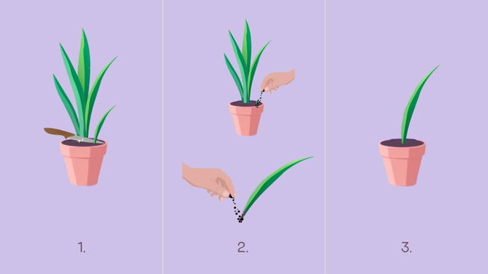 Цветок сансевиерия уход в домашних условиях