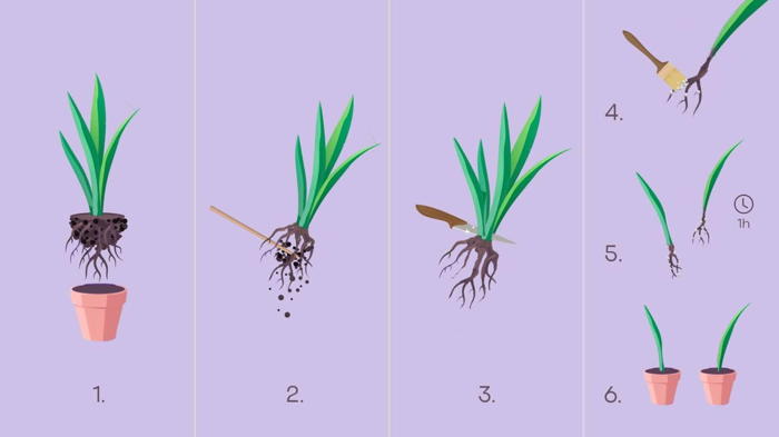 Цветок сансевиерия уход в домашних условиях