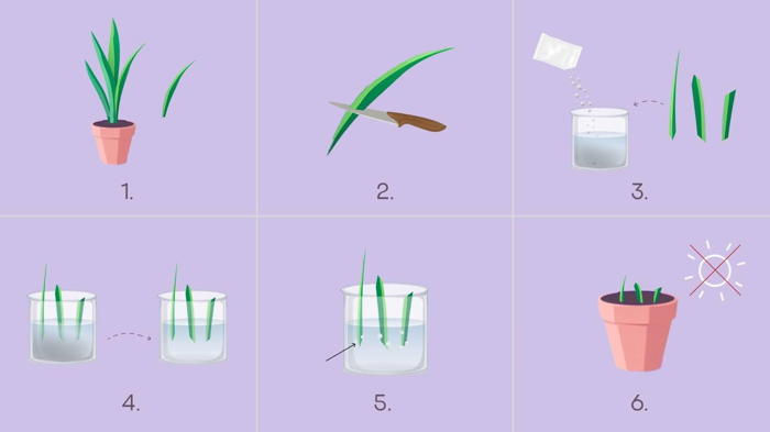 Цветок сансевиерия уход в домашних условиях