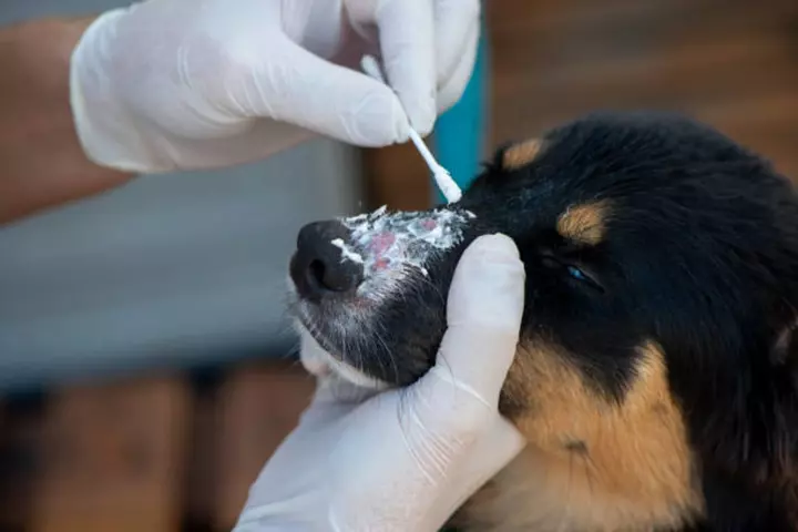 Чем лечить лишай у собаки? Разбираемся подробно