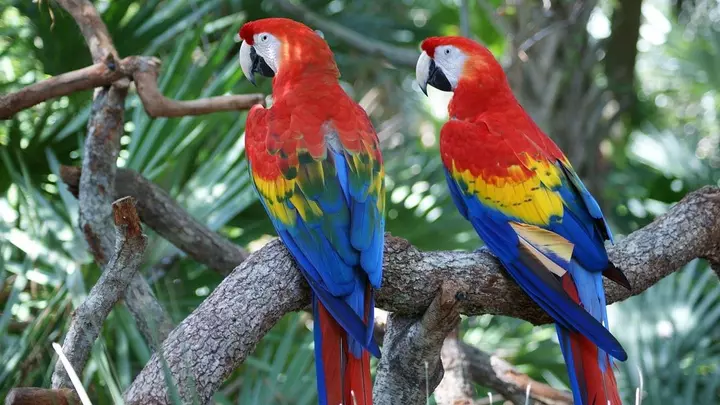 Сколько живут попугаи в домашних условиях в зависимости от породы и что вообще влияет на их долголетие