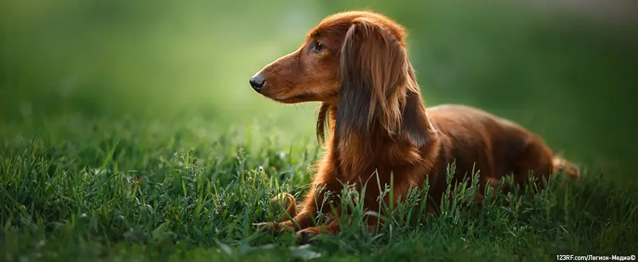 Чем лечить лишай у собаки? Разбираемся подробно