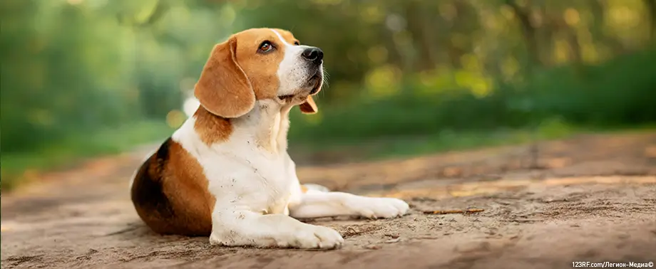 Чем лечить лишай у собаки? Разбираемся подробно