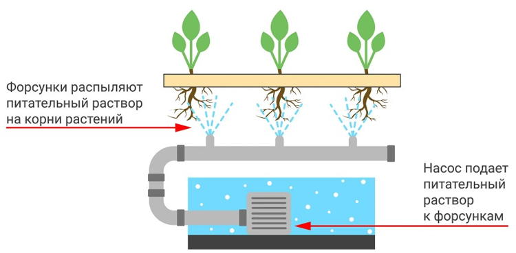 Выращивание растений методом гидропоники: как вырастить клубнику и зелень без земли?