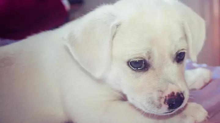 Чем лечить лишай у собаки? Разбираемся подробно