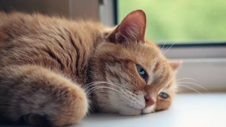 Кошачий грипп, бешенство и другие вирусные болезни кошек