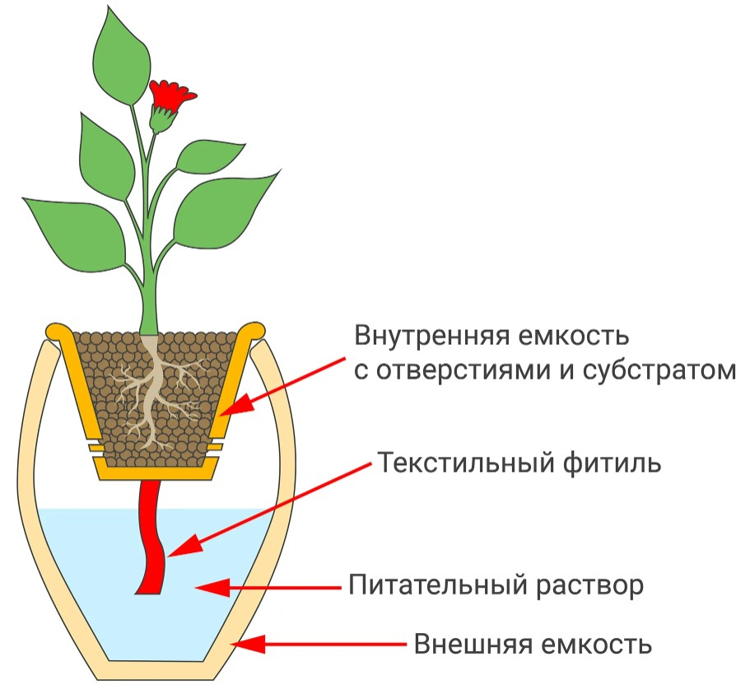 Выращивание растений методом гидропоники: как вырастить клубнику и зелень без земли?
