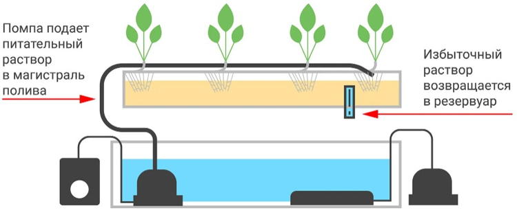 Выращивание растений методом гидропоники: как вырастить клубнику и зелень без земли?