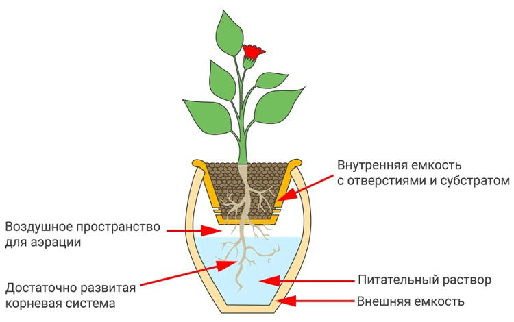 Выращивание растений методом гидропоники: как вырастить клубнику и зелень без земли?
