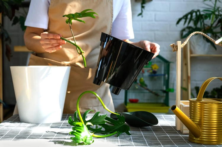 Выращивание растений методом гидропоники: как вырастить клубнику и зелень без земли?