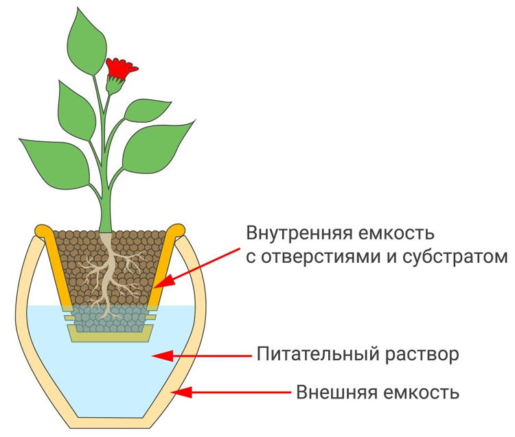 Выращивание растений методом гидропоники: как вырастить клубнику и зелень без земли?